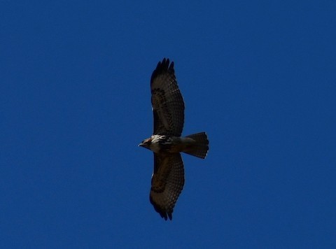 Red-tailed Hawk - ML283506451