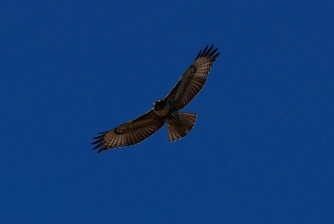 Red-tailed Hawk - ML283506461