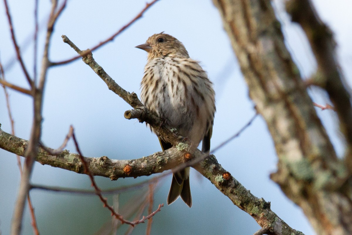 Pine Siskin - ML283507221