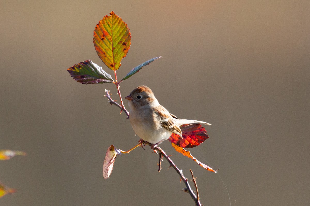Field Sparrow - ML283507241