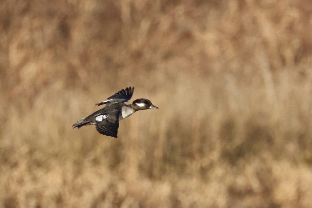 Bufflehead - Anne Bielamowicz