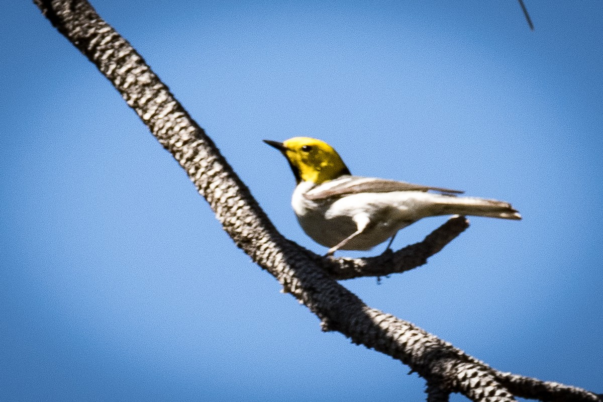 Hermit Warbler - ML283510261