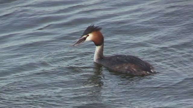 Great Crested Grebe - ML283510341