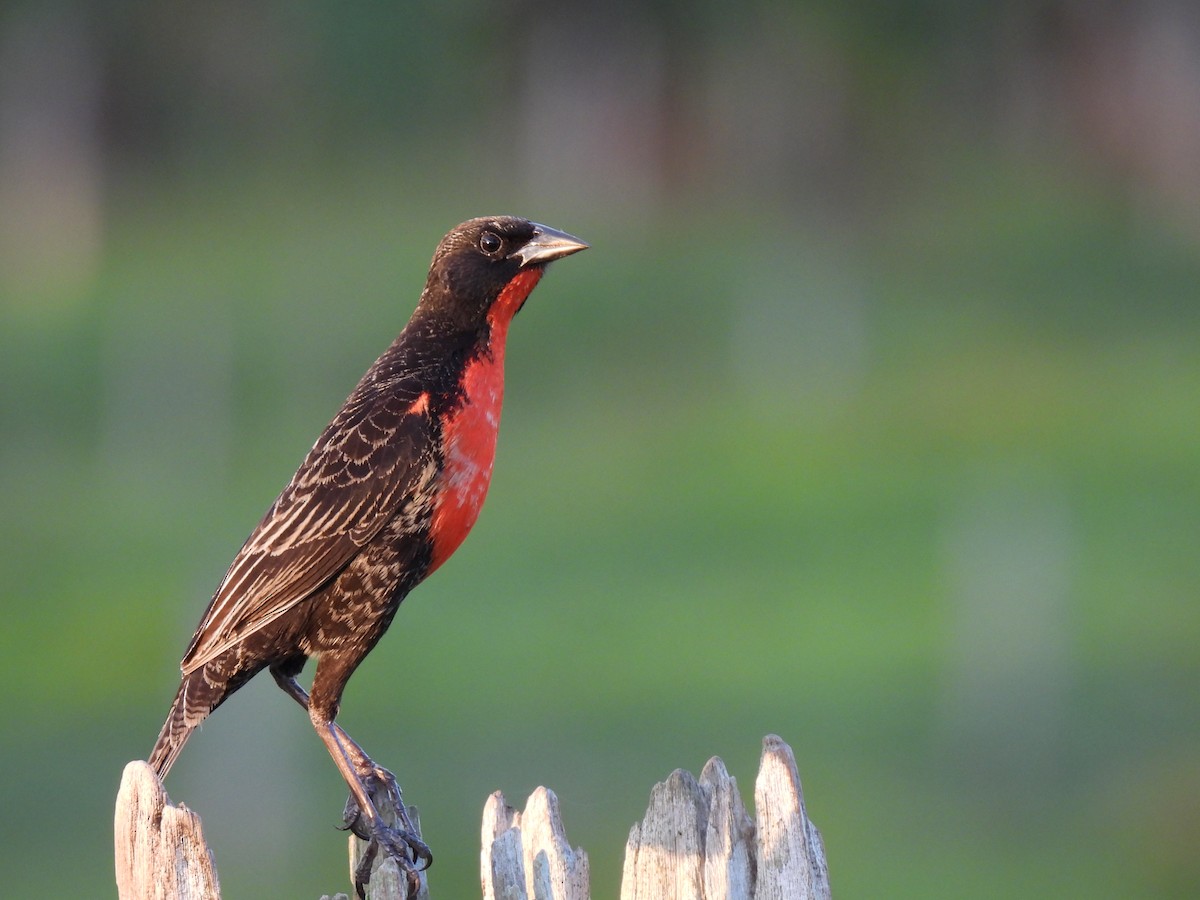 Red-breasted Meadowlark - ML283511161