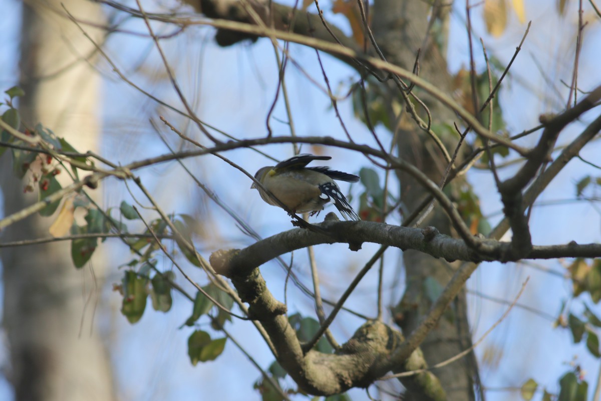 Evening Grosbeak - ML283511691
