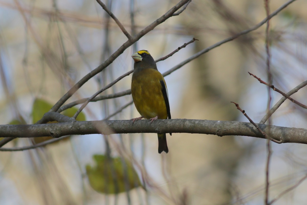 Evening Grosbeak - ML283511811