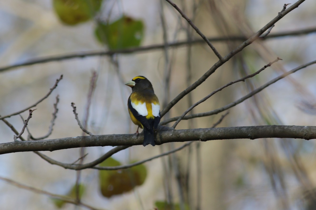 Evening Grosbeak - ML283511821