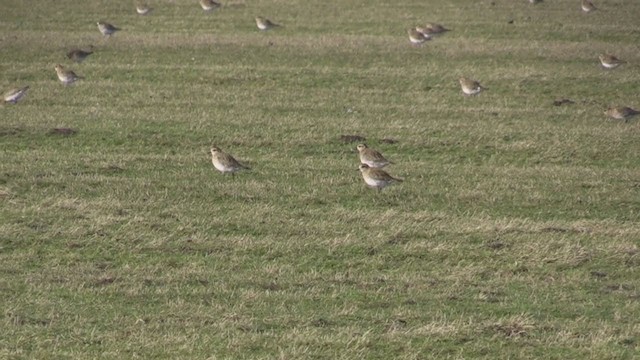 European Golden-Plover - ML283512711