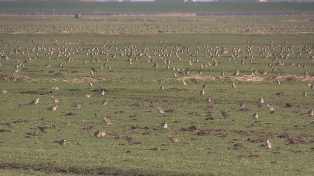 European Golden-Plover - ML283514431