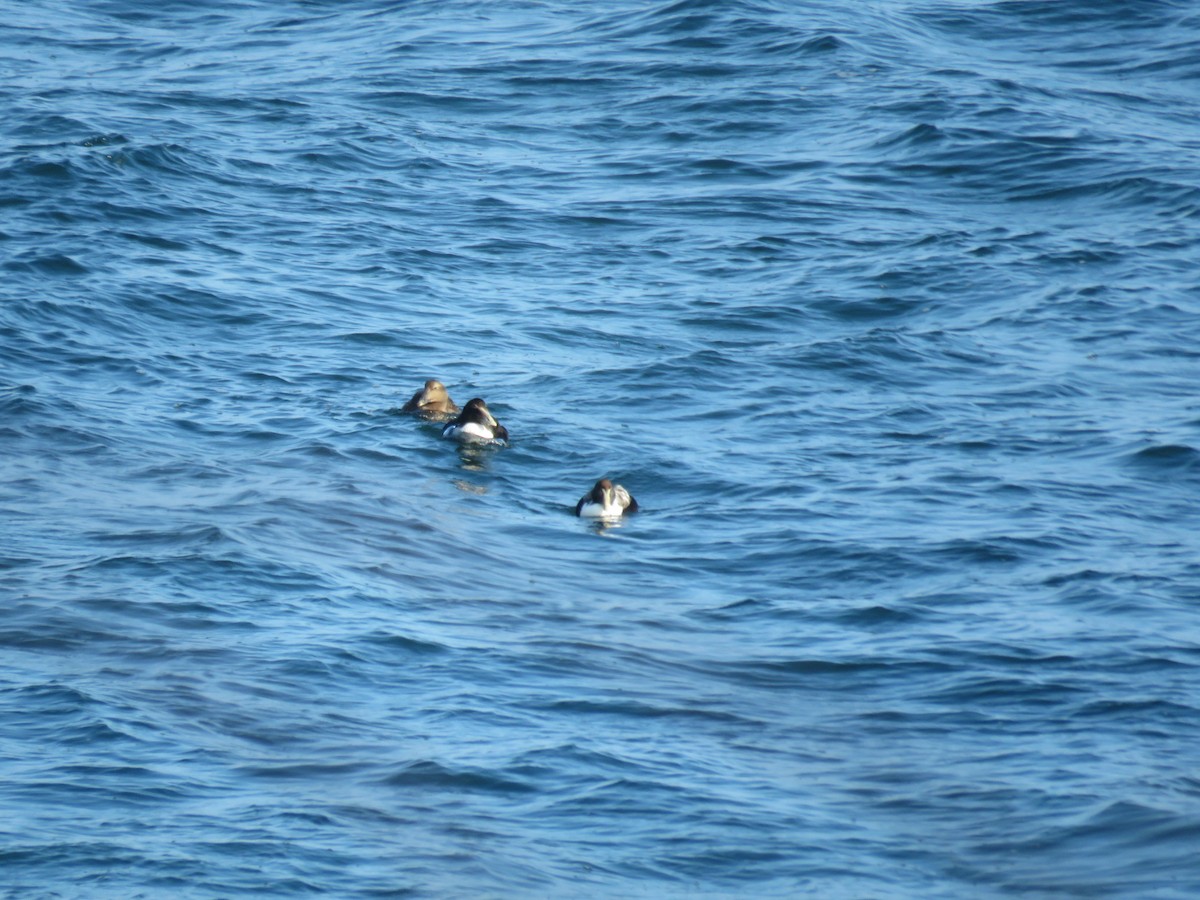 Common Eider - ML283515911