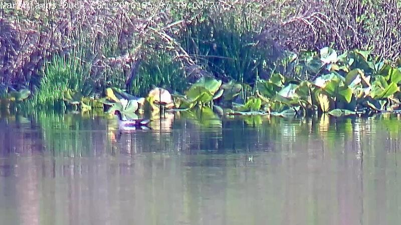 Common Gallinule - Mike Coulter