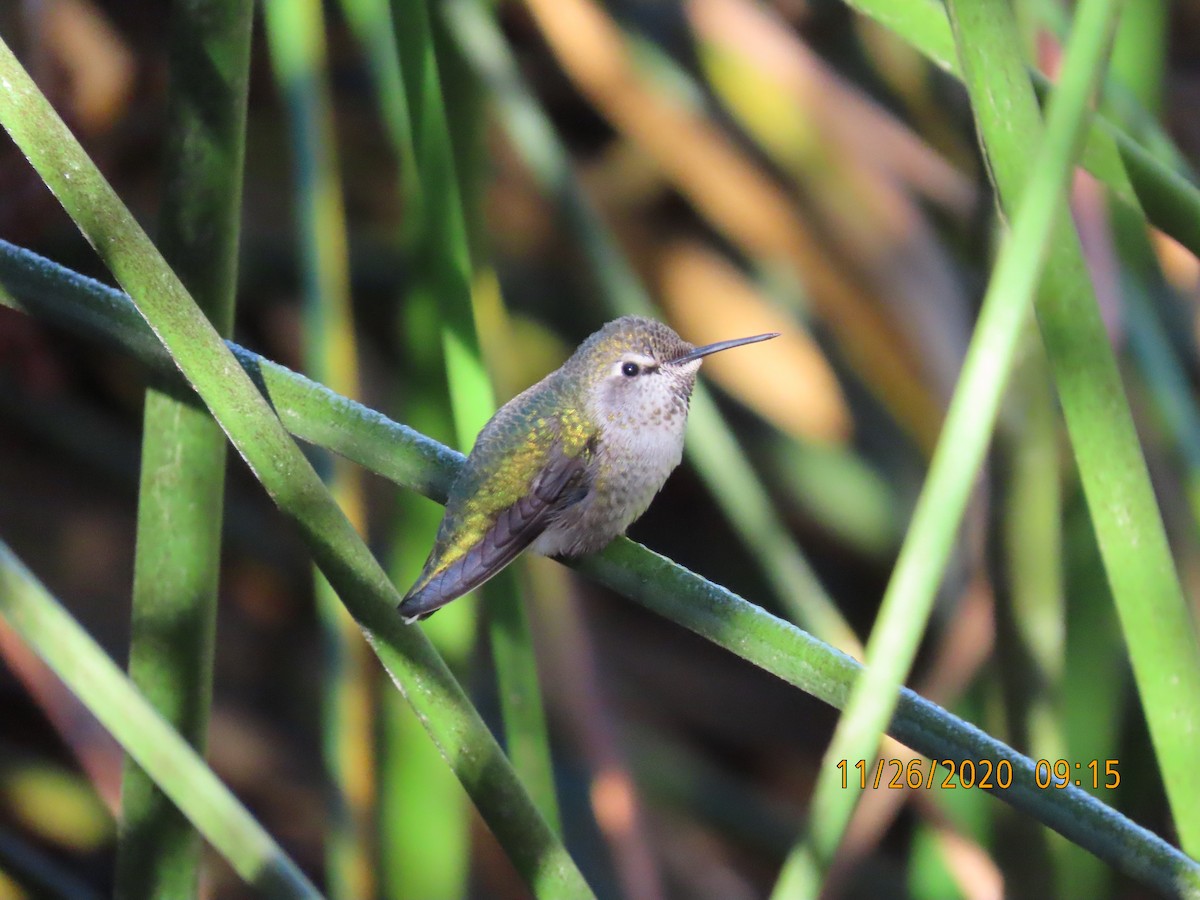 hummingbird sp. - Steve  Buffi
