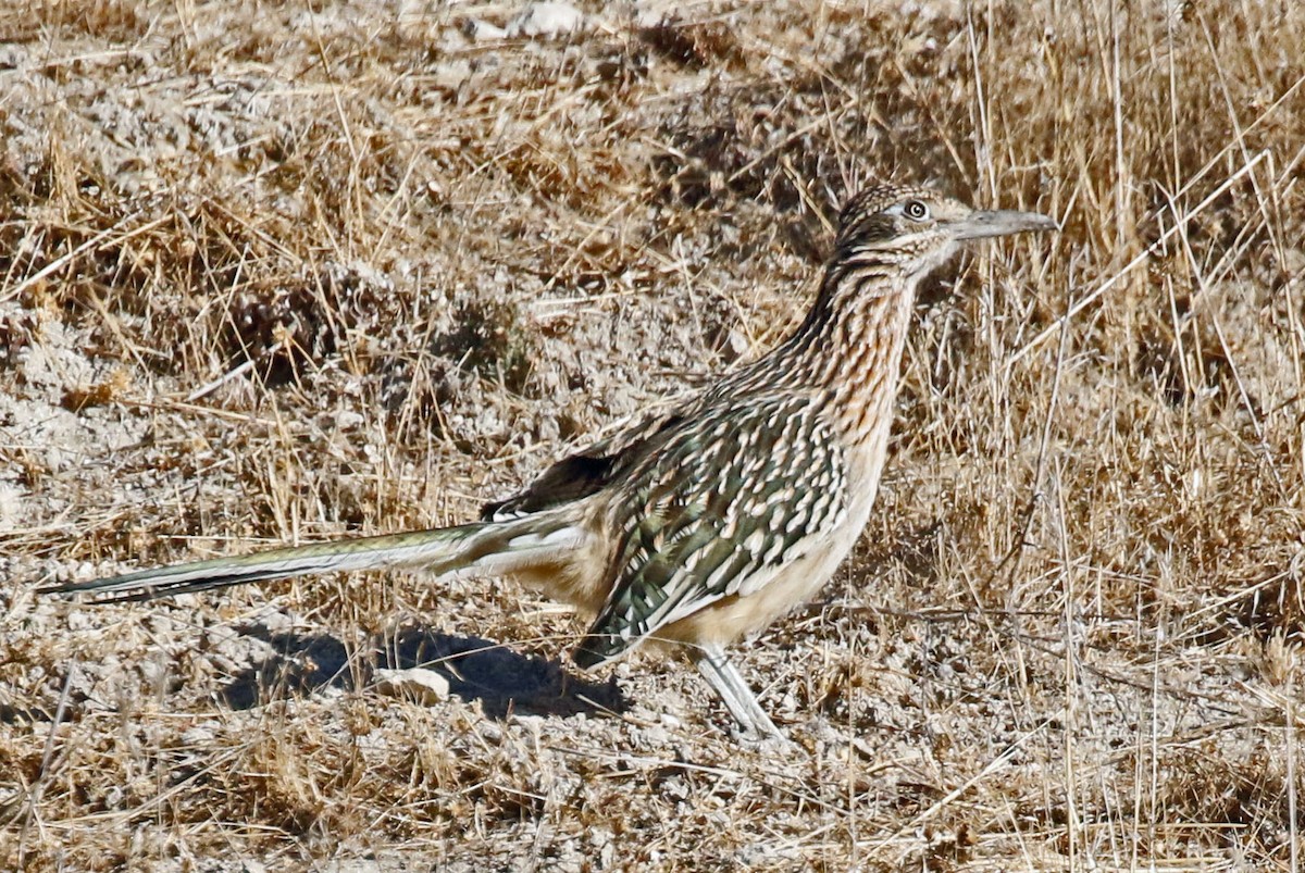 Greater Roadrunner - Don Roberson