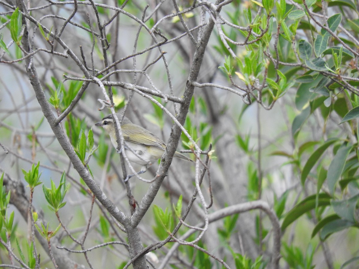 Vireo Chiví - ML283517271