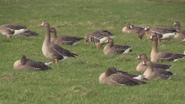 Greater White-fronted Goose - ML283517601