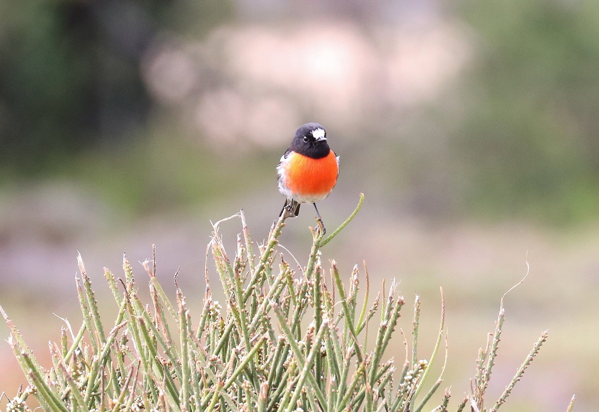 Scarlet Robin - ML283522351