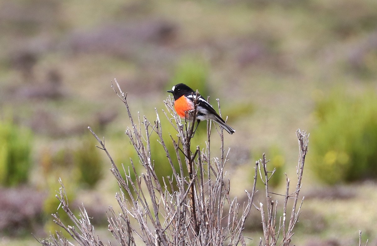 Scarlet Robin - ML283522371