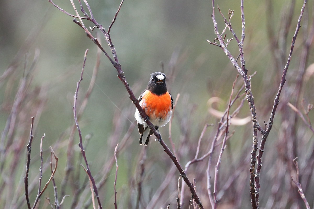 Scarlet Robin - ML283522431