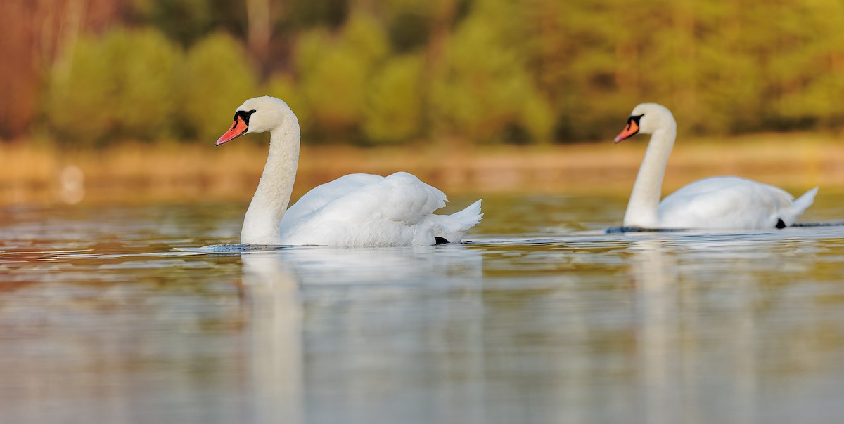 Cygne tuberculé - ML283528141