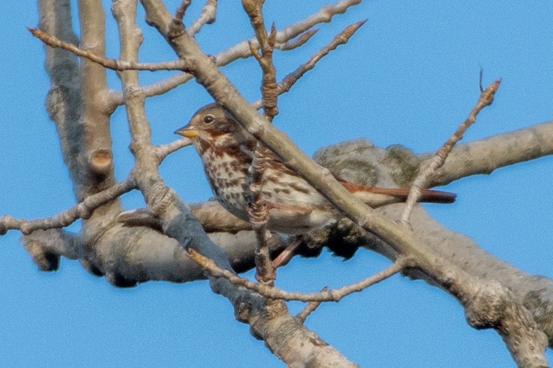 Fox Sparrow (Red) - ML283531611