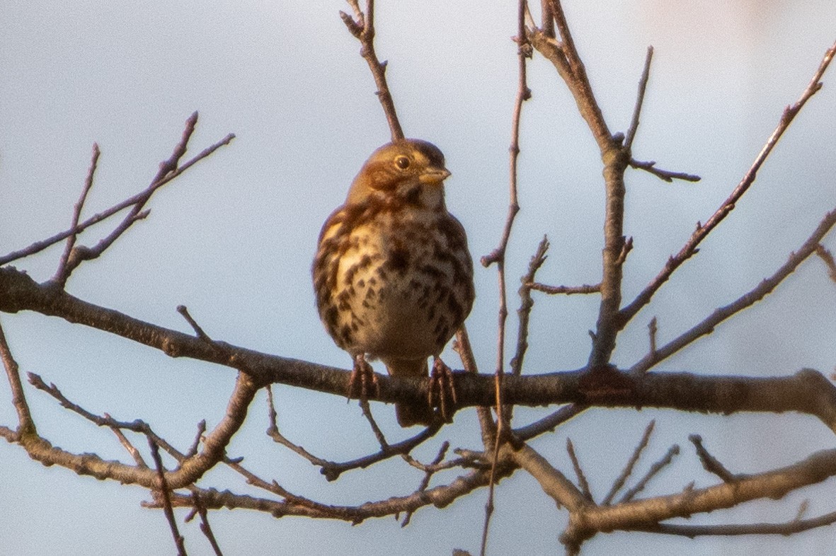 Fox Sparrow (Red) - ML283531621