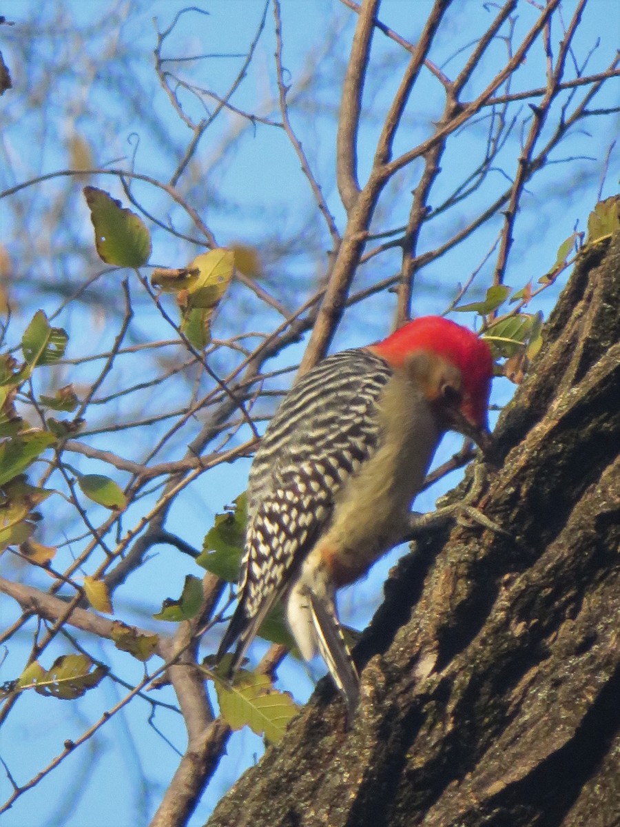 Red-bellied Woodpecker - ML283531781