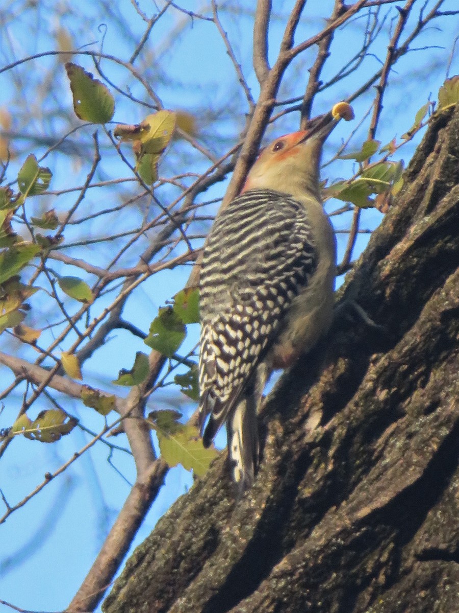 Red-bellied Woodpecker - ML283531801
