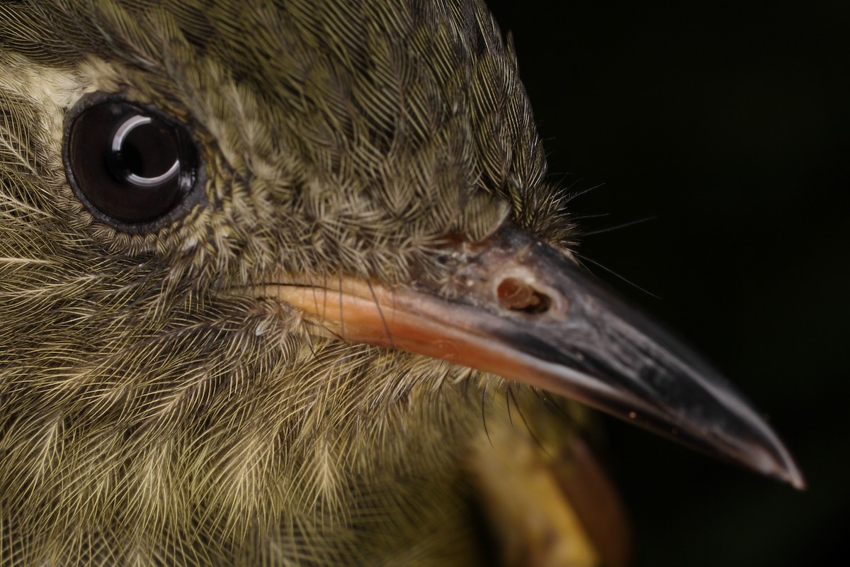 Olive-striped Flycatcher - ML28353241