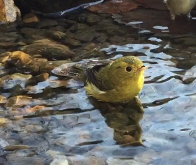 Wilson's Warbler - ML283532841