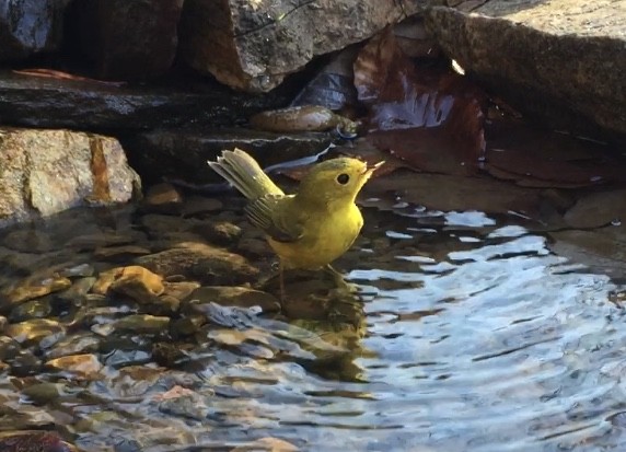 Wilson's Warbler - ML283532891