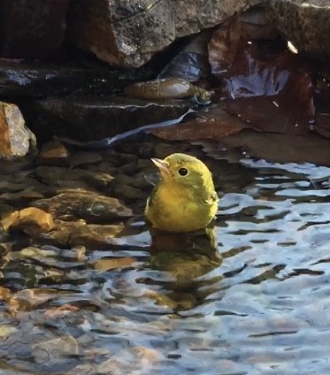 Wilson's Warbler - ML283532901