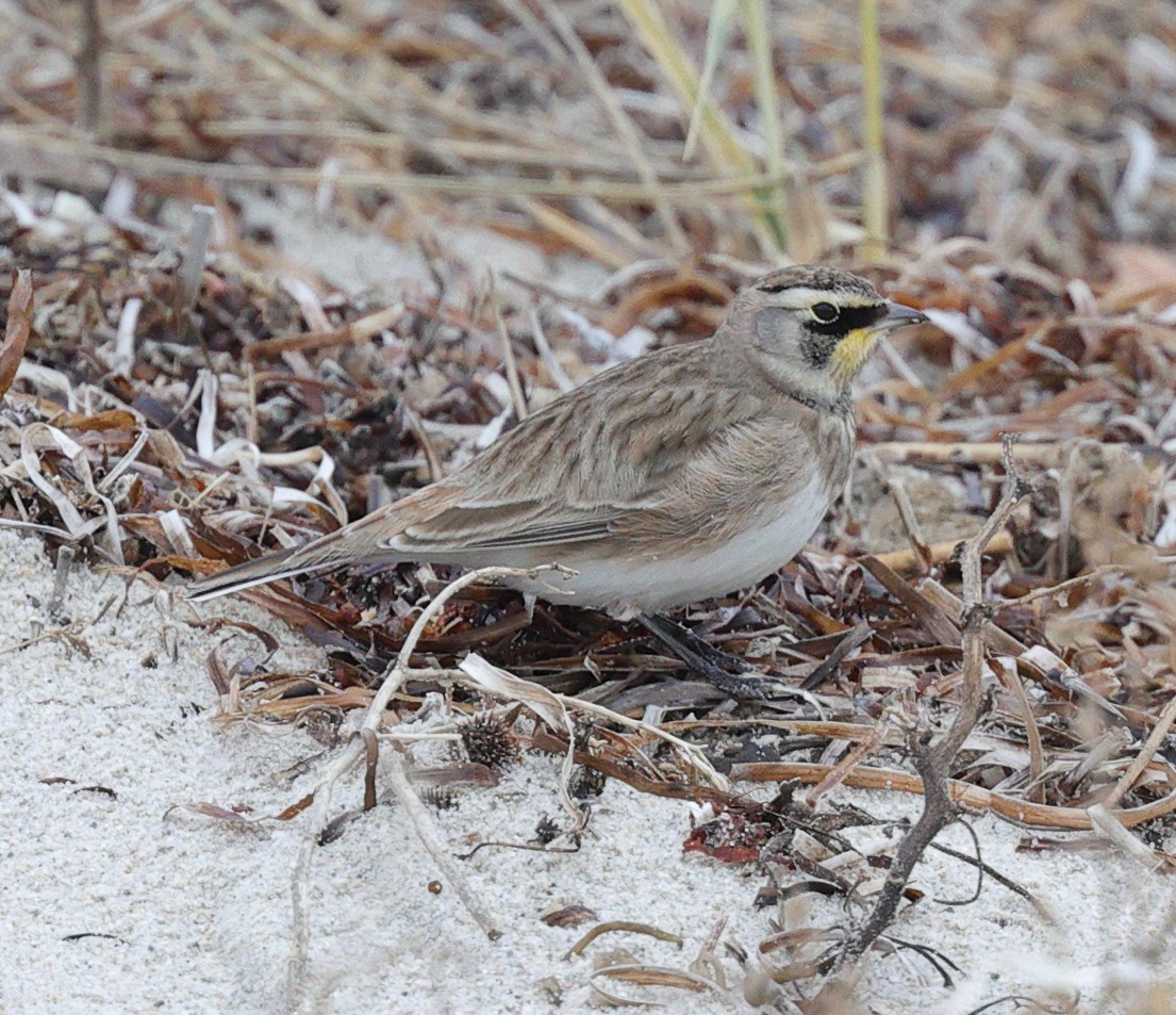 Horned Lark - Henry Zimberlin