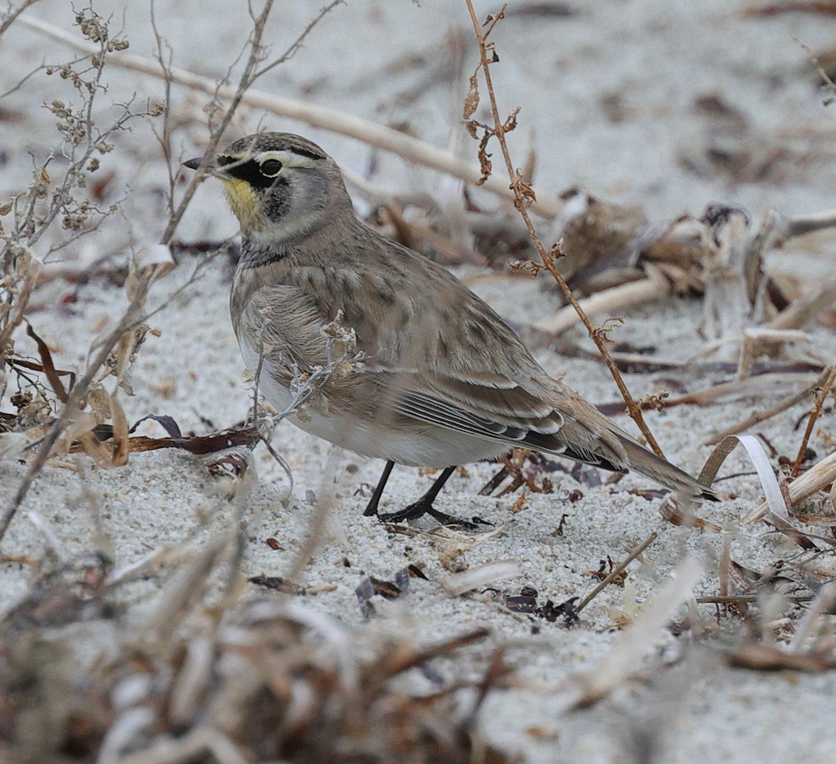 Horned Lark - ML283532961