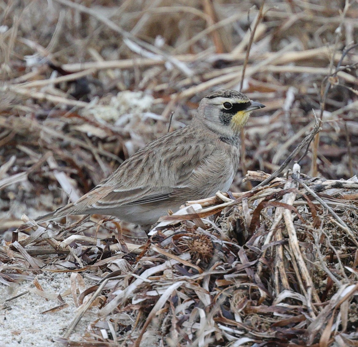 Horned Lark - ML283533021