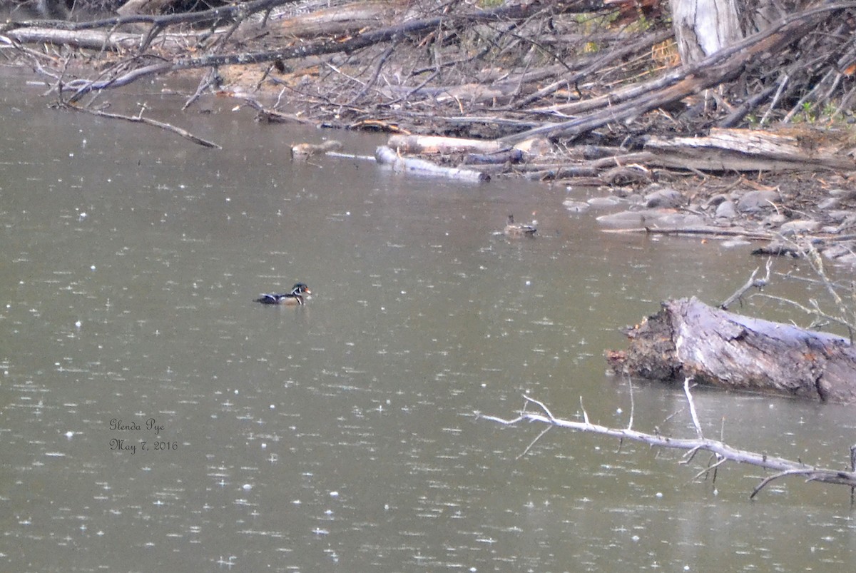 Wood Duck - ML28353361