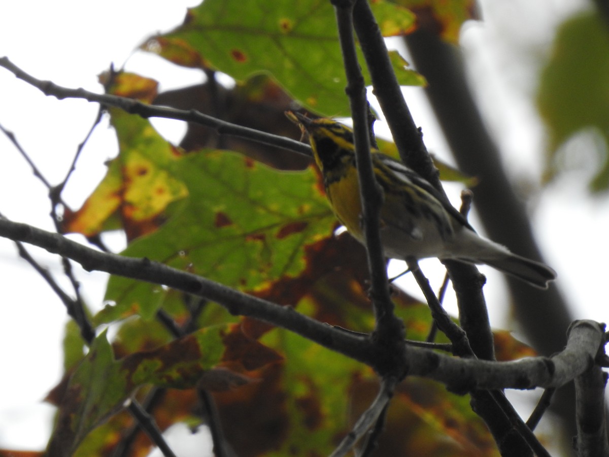 Townsend's Warbler - Tommy Maloney