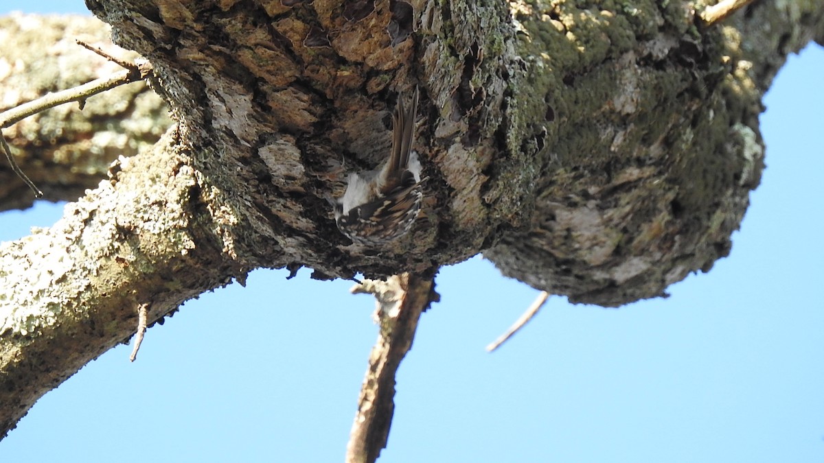 Brown Creeper - Vincent Glasser