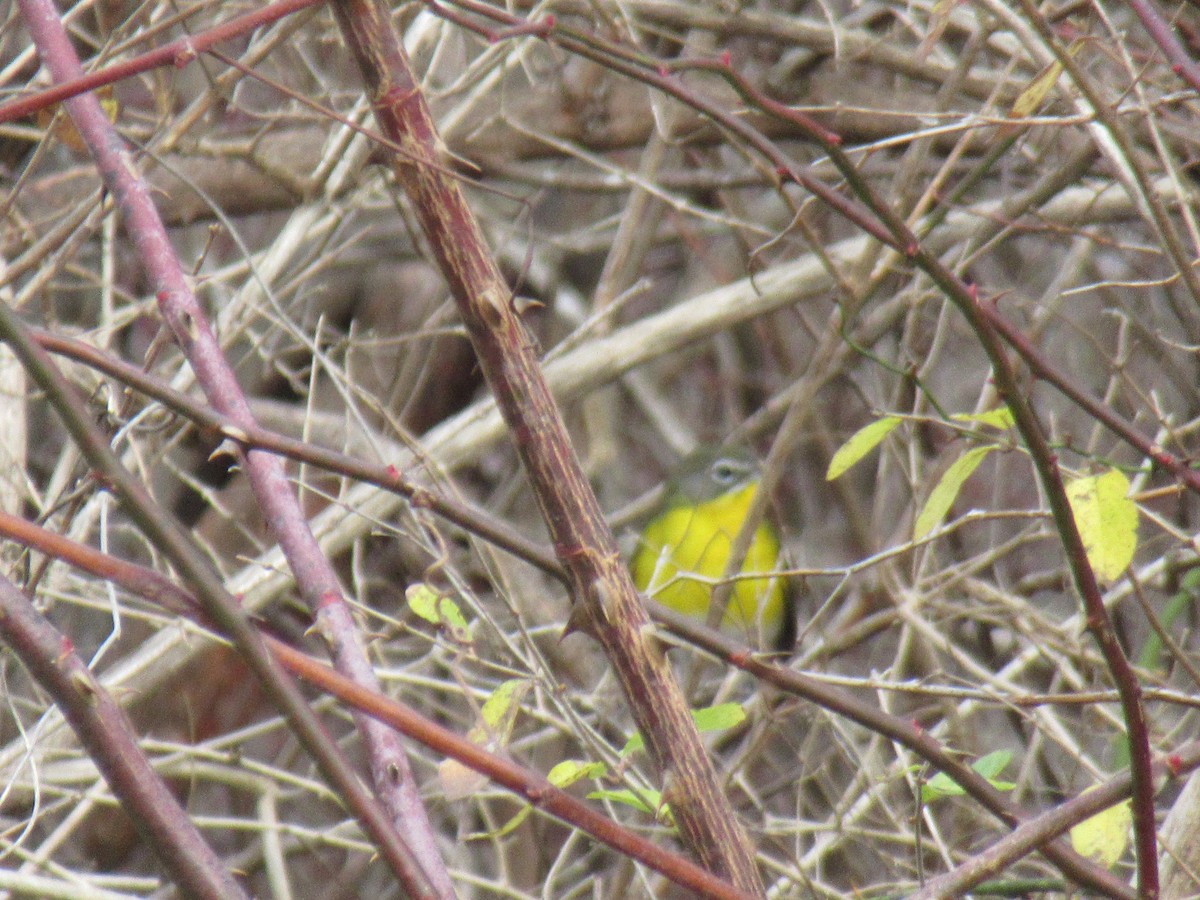 Yellow-breasted Chat - ML283536111
