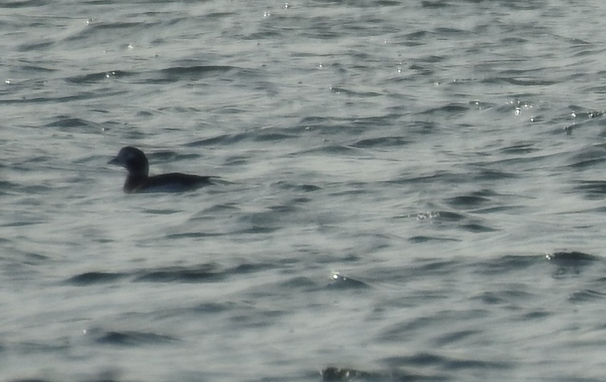 Long-tailed Duck - Vincent Glasser