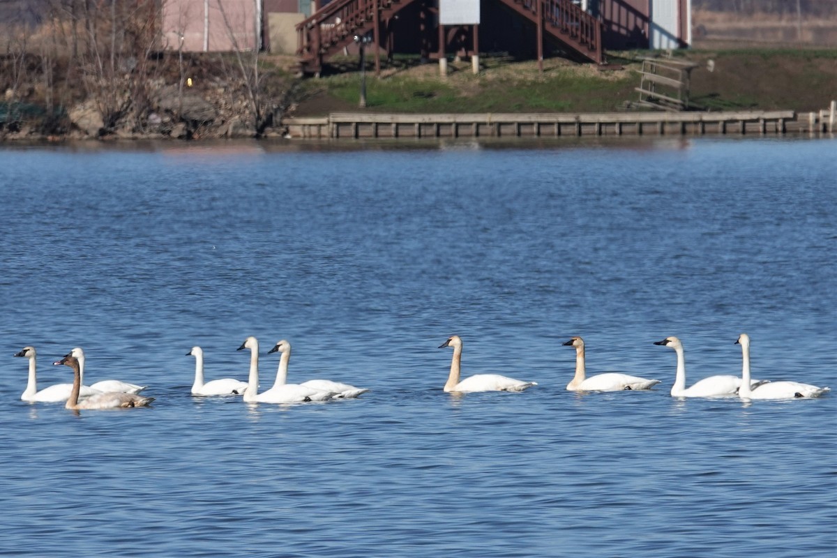 Cisne Trompetero - ML283537481