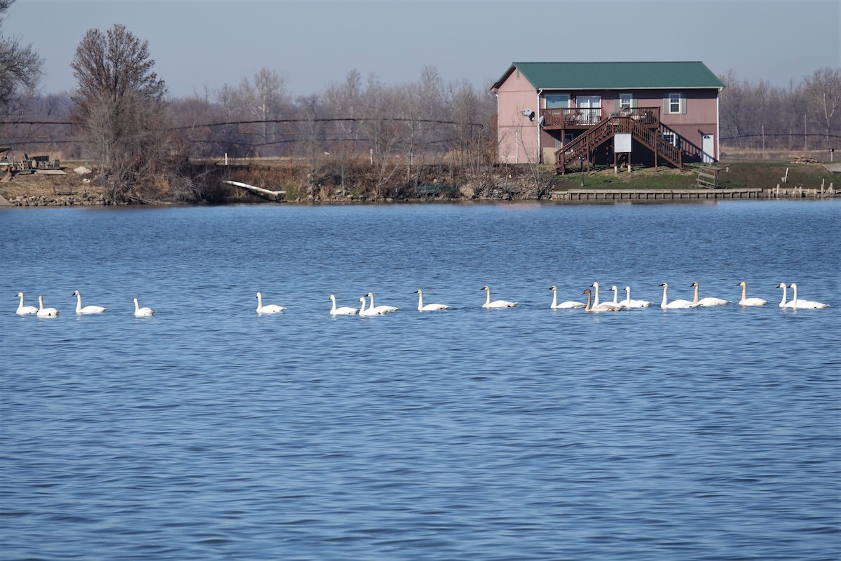 Trumpeter Swan - ML283537711