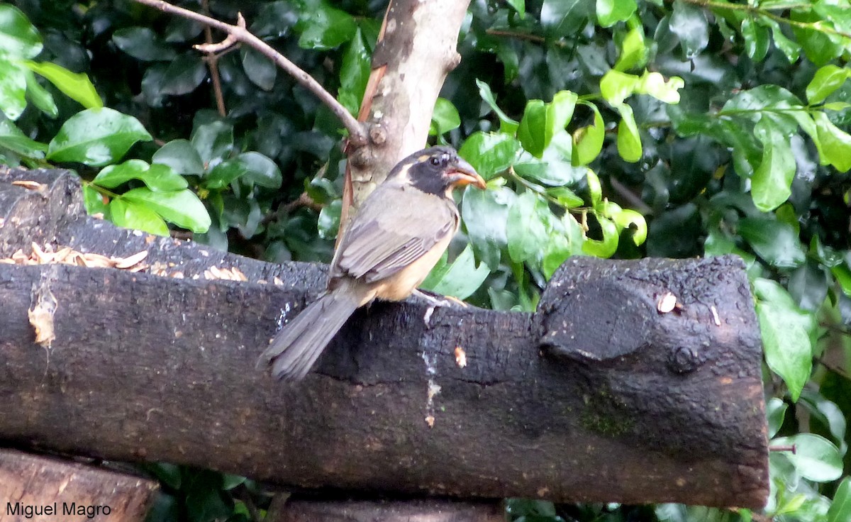 Golden-billed Saltator - Miguel  Magro