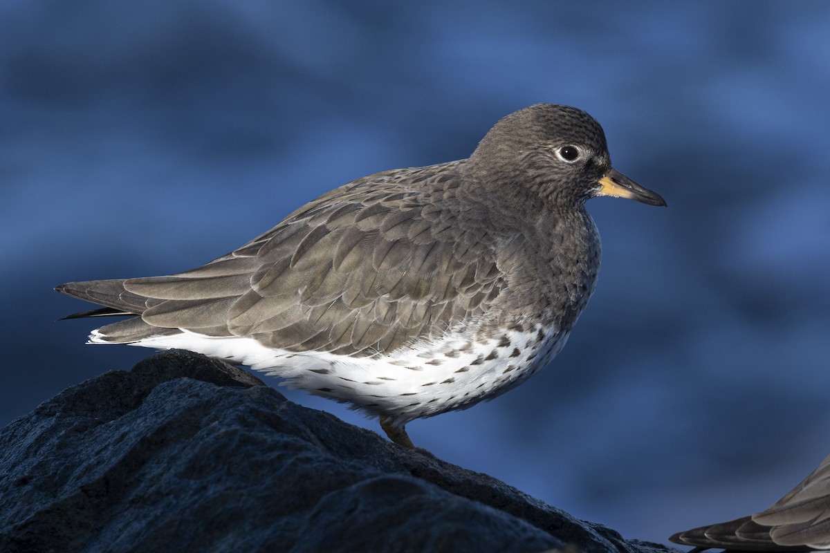 Surfbird - Ken Chamberlain