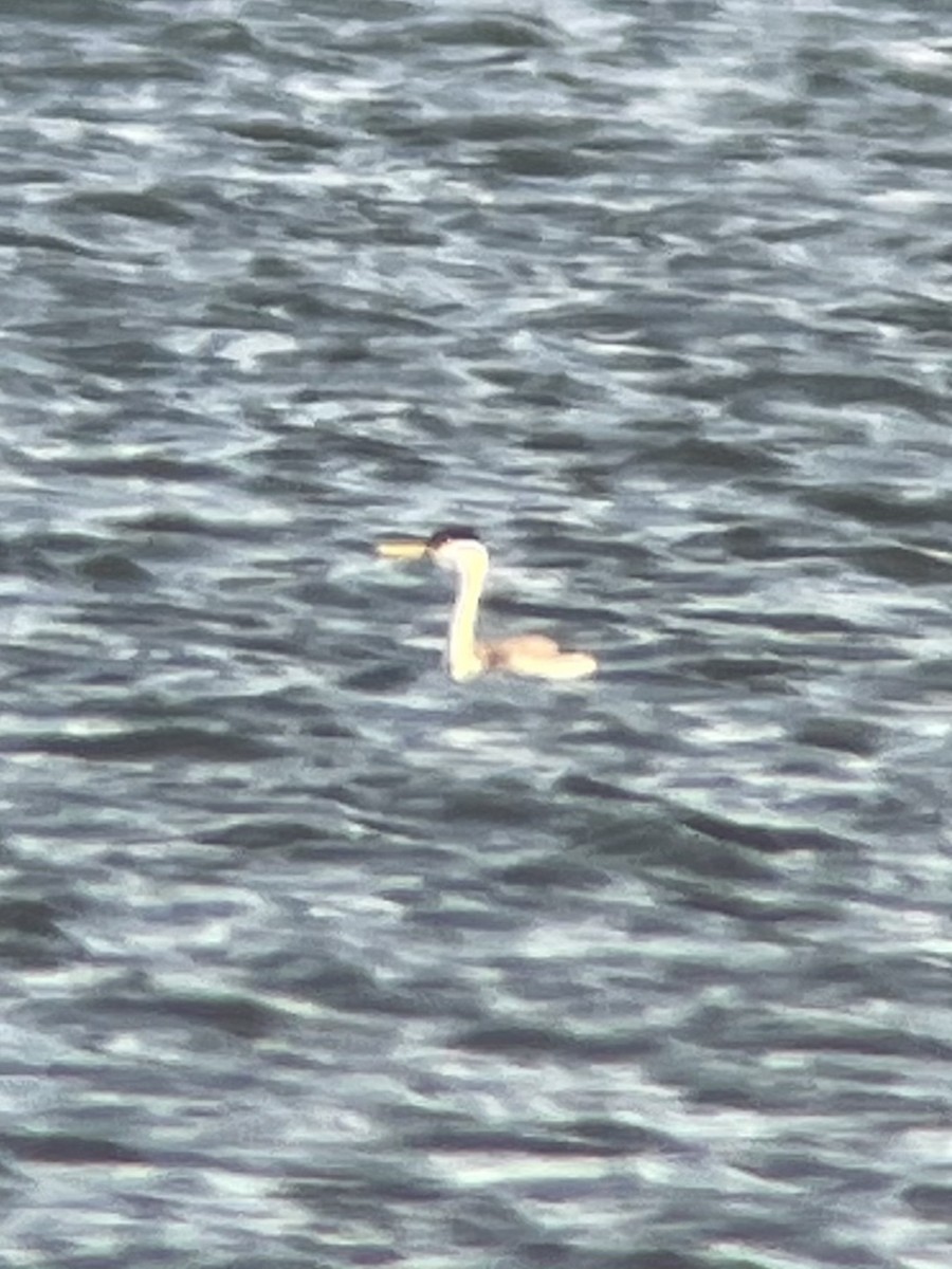 Western Grebe - ML283539891