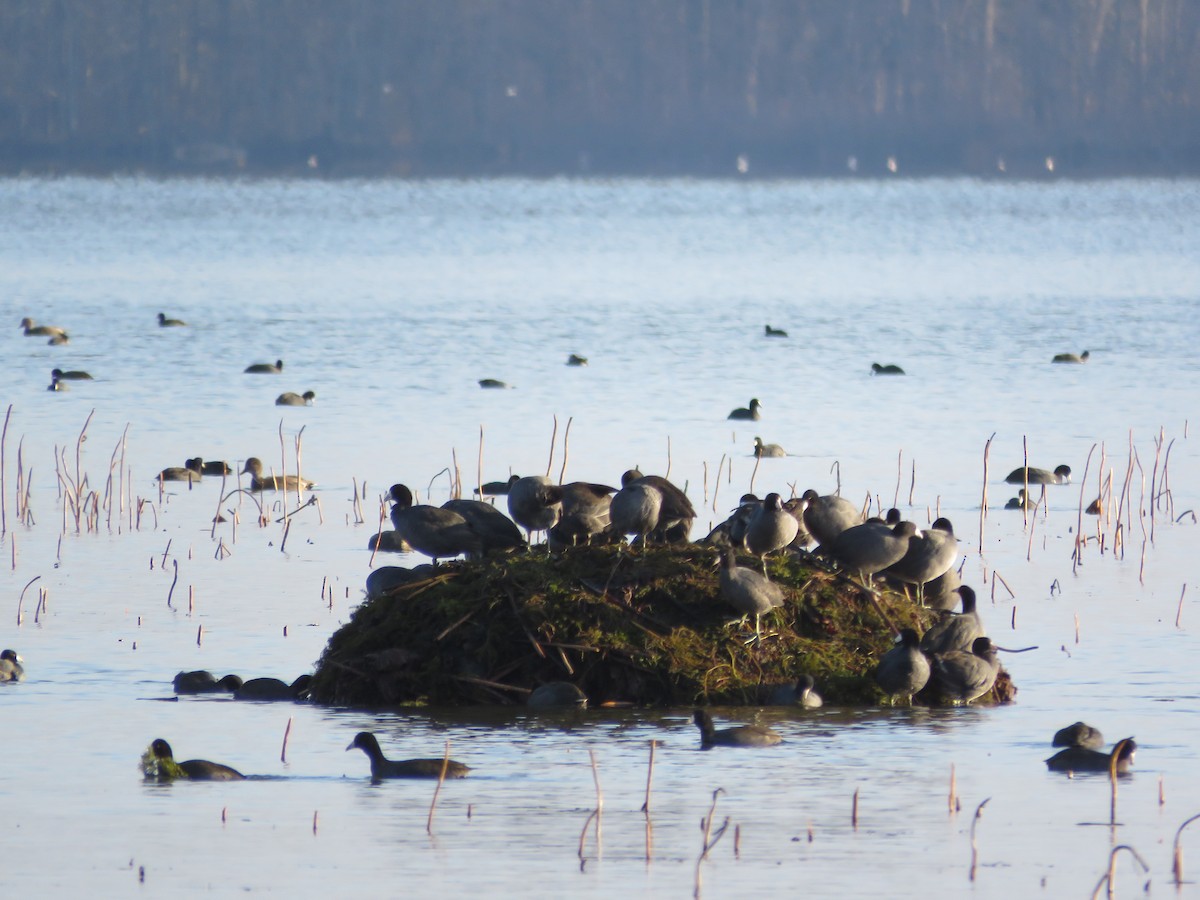 American Coot - ML283541141