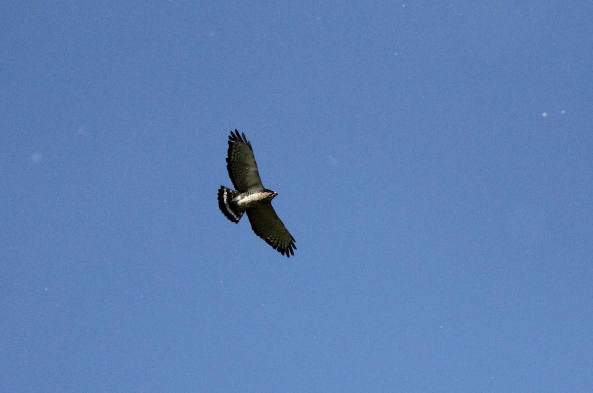 Broad-winged Hawk - Darcie Arcand