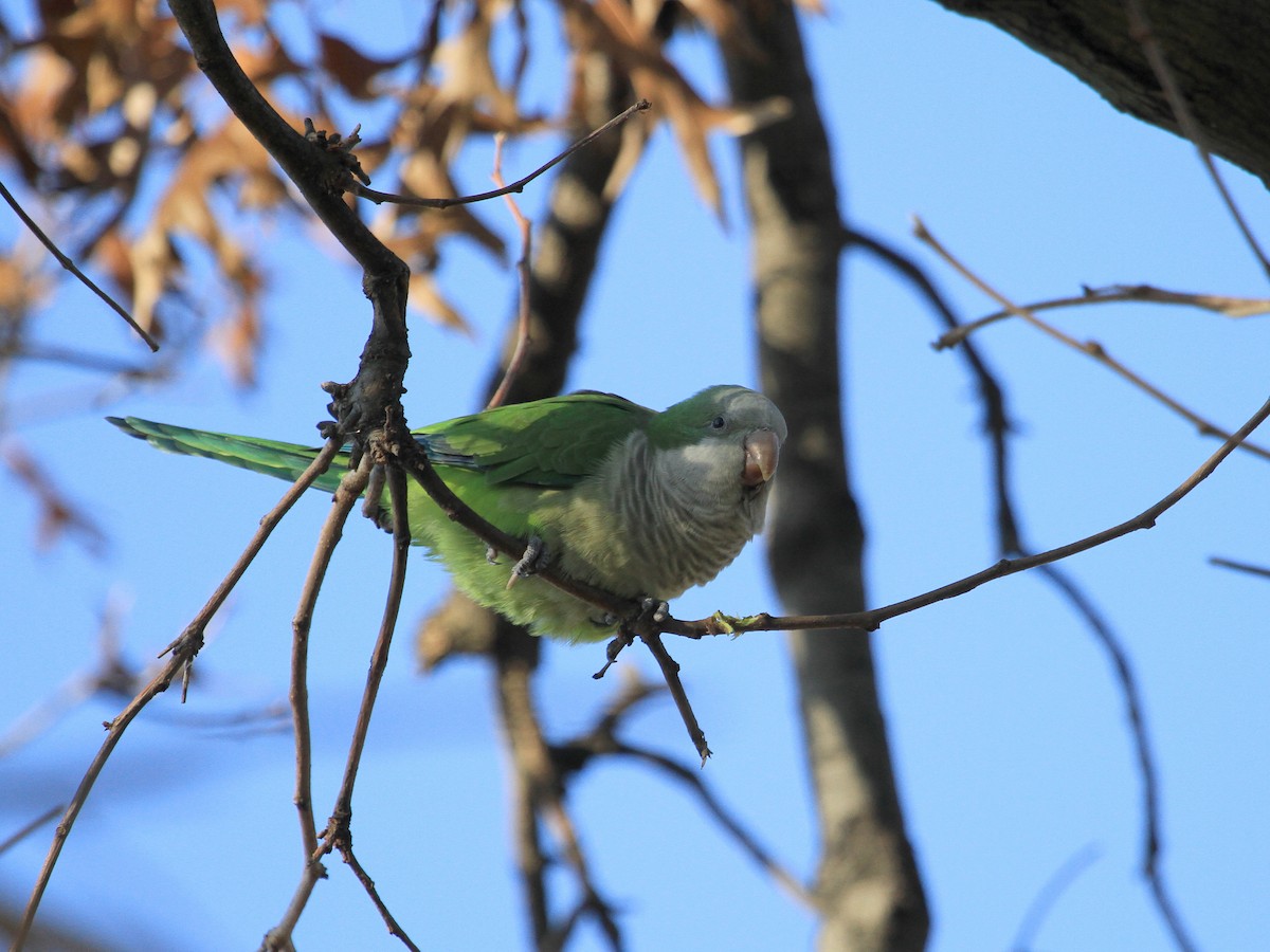 Monk Parakeet - ML283543181