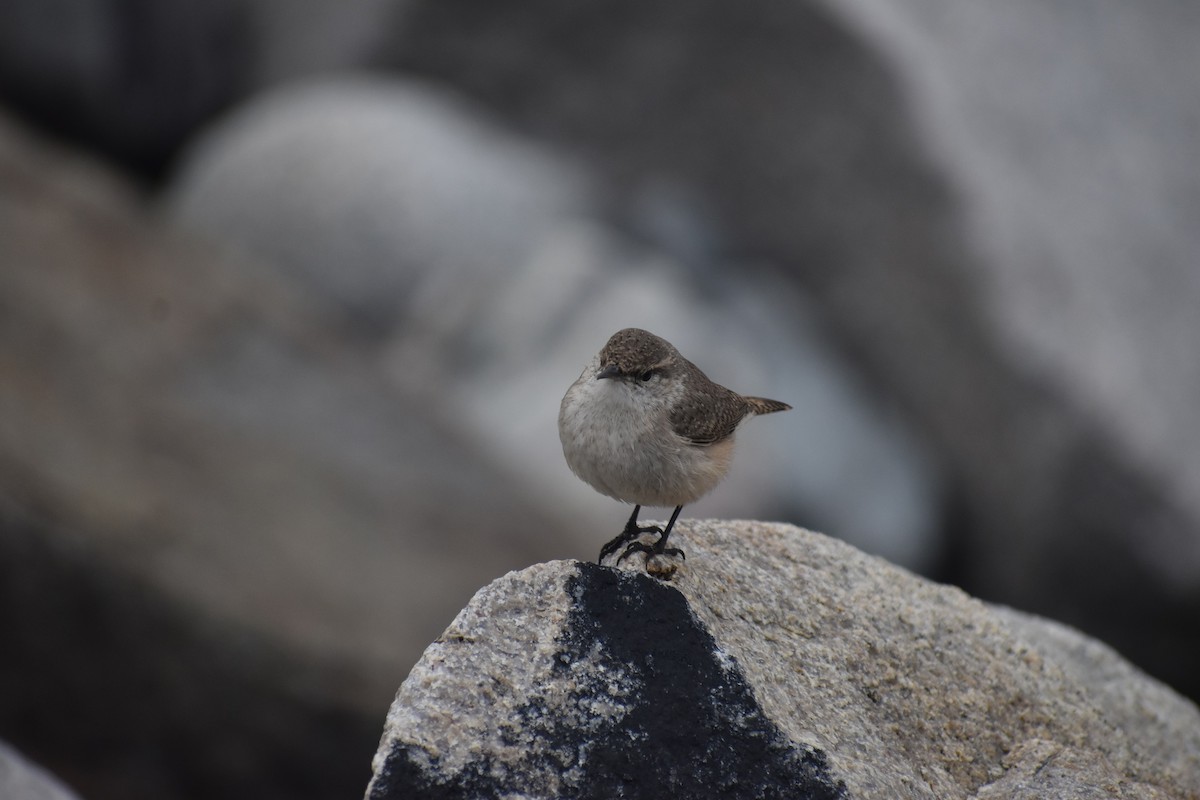 Rock Wren - ML283543501