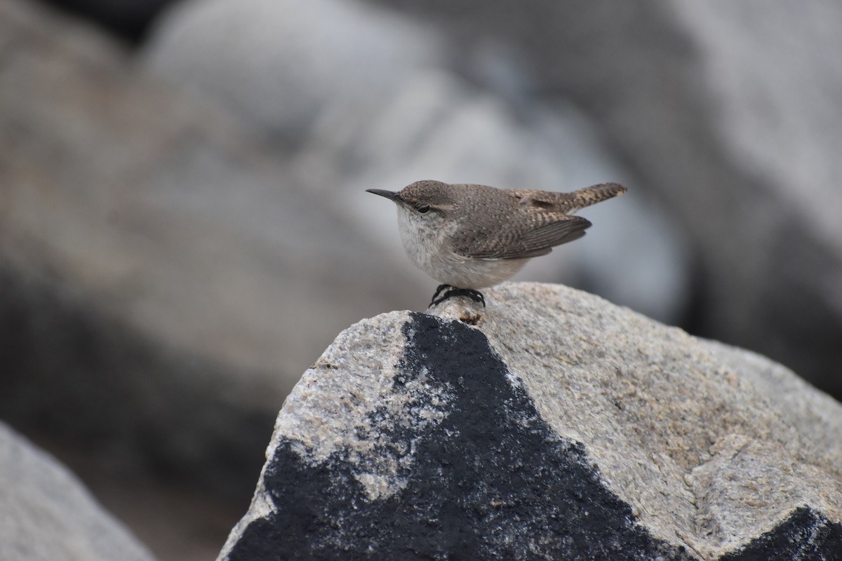 Rock Wren - ML283543531