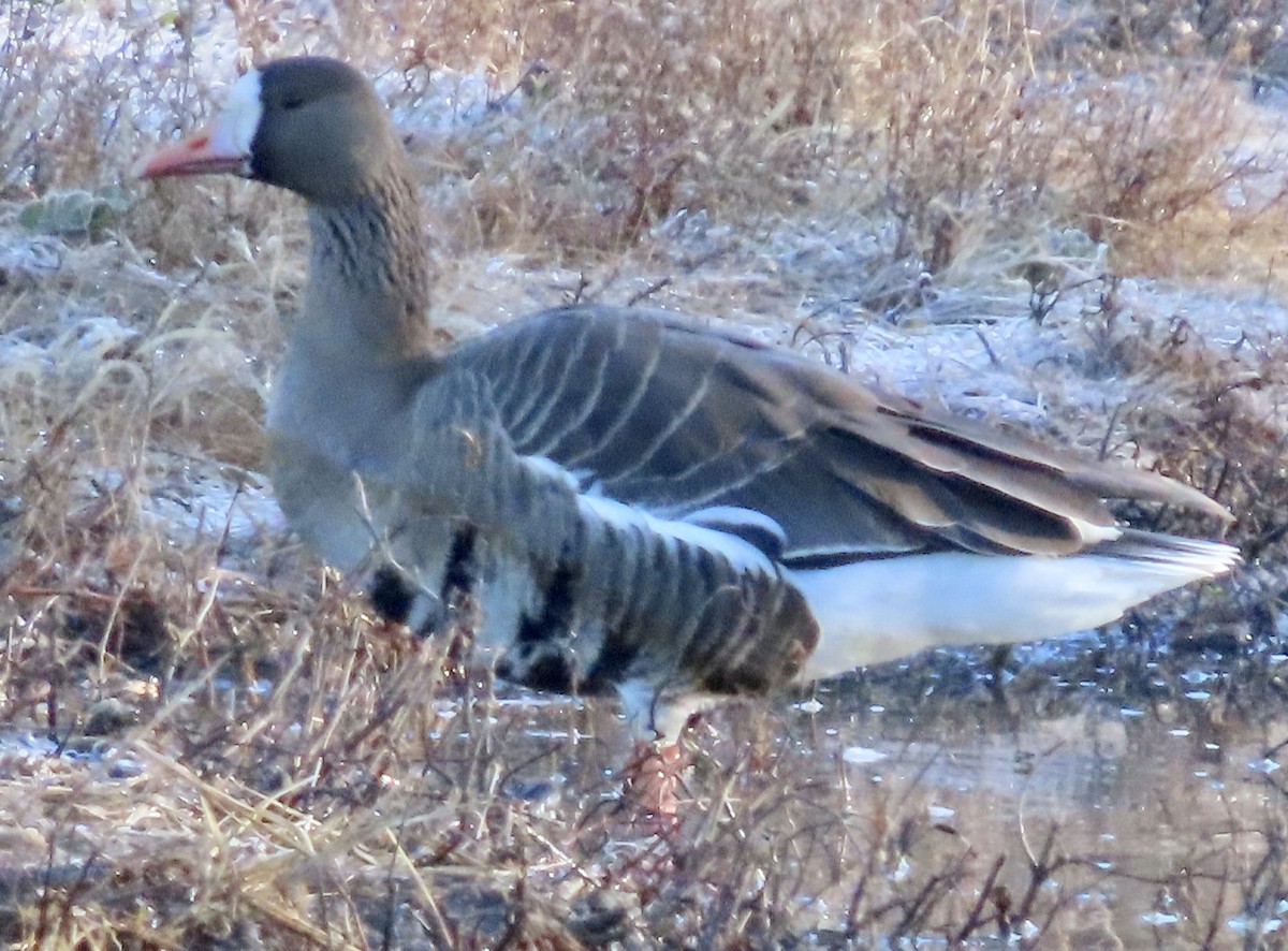 Greater White-fronted Goose - ML283546181